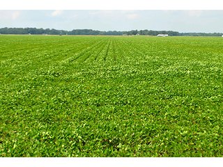 Property photo 9 - LAND AUCTION - 80+/- Acres offered in 1 Tract in Allen County
